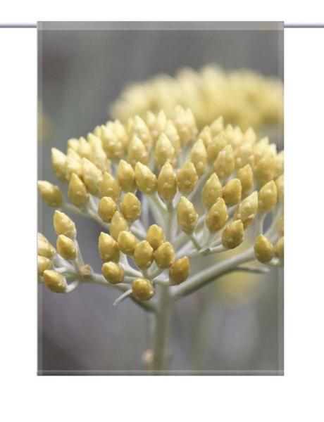 Scheibenhänger Helichrysum rechteckig